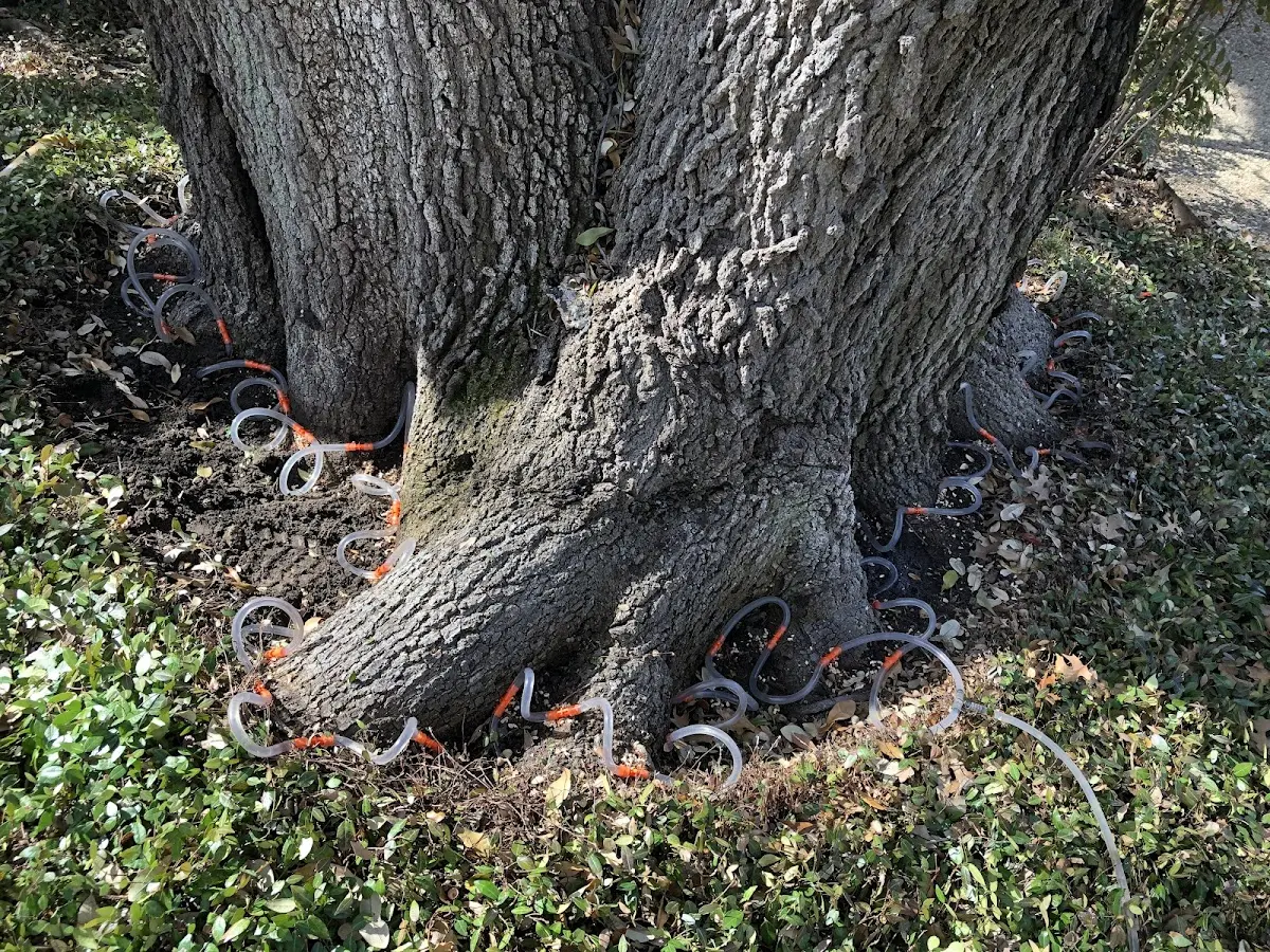 Detailed Tree Cabling and Bracing job site in North English