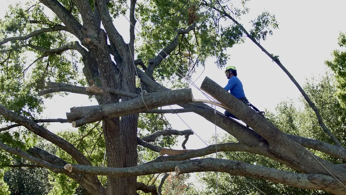 Professional Hazardous Tree Removal performed by certified arborists in North English