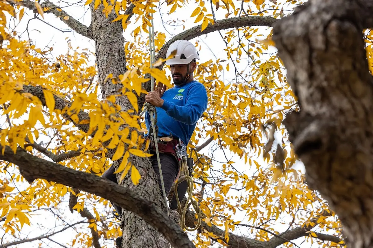 Skilled Tree Pruning crew working in North English